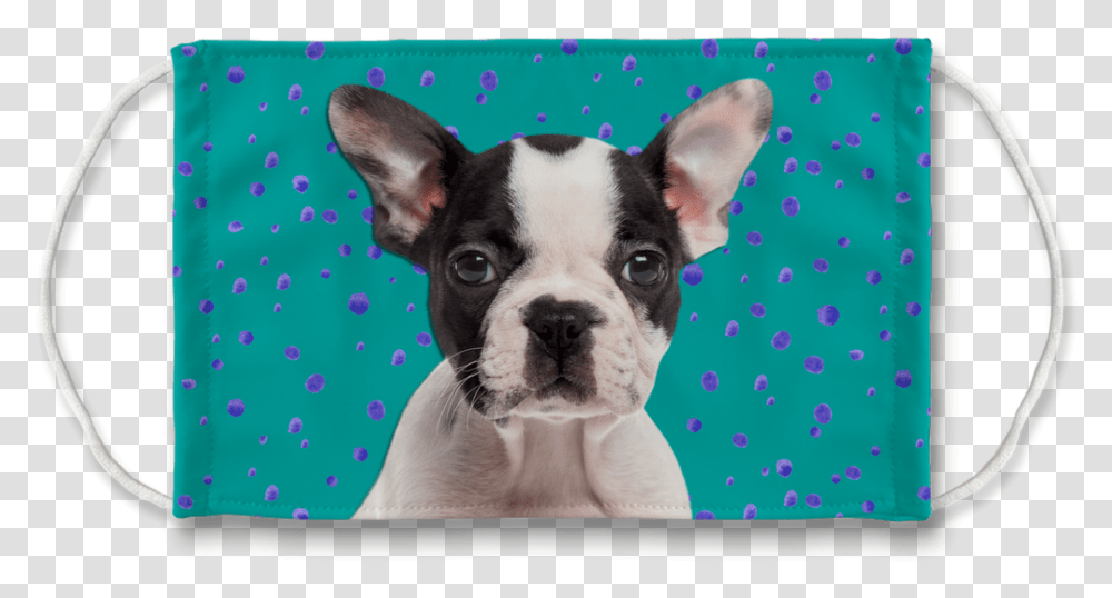 Boston Terrier Puppy Teal Sublimation Face Mask Mat, French Bulldog, Pet, Canine, Animal Transparent Png