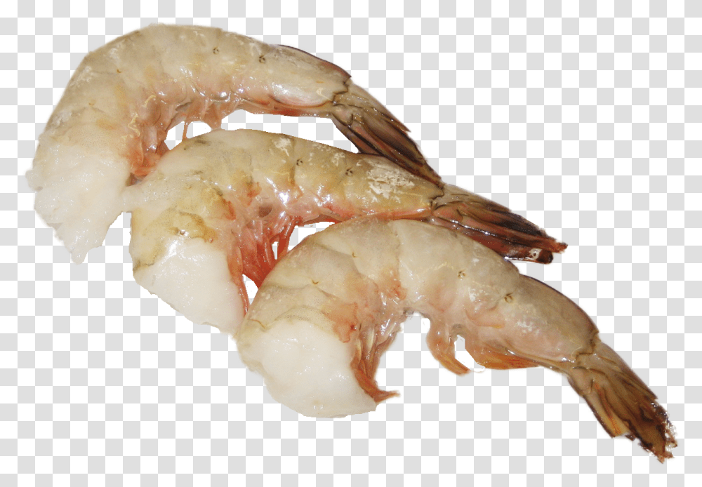 Botan Shrimp, Seafood, Sea Life, Animal, Fungus Transparent Png