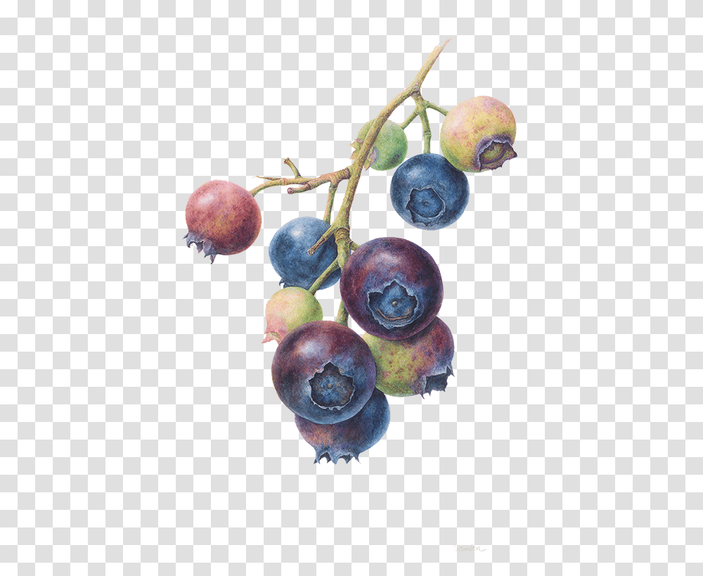 Botanical Art Blueberry Download Botanical Illustration Blue Berry, Plant, Fruit, Food, Plum Transparent Png