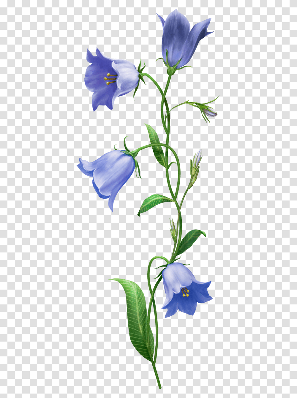 Botanical Bell Flower Drawing, Plant, Blossom, Acanthaceae, Rose Transparent Png