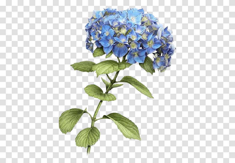 Botanical Blue Flower Illustration, Plant, Blossom, Bush, Vegetation Transparent Png