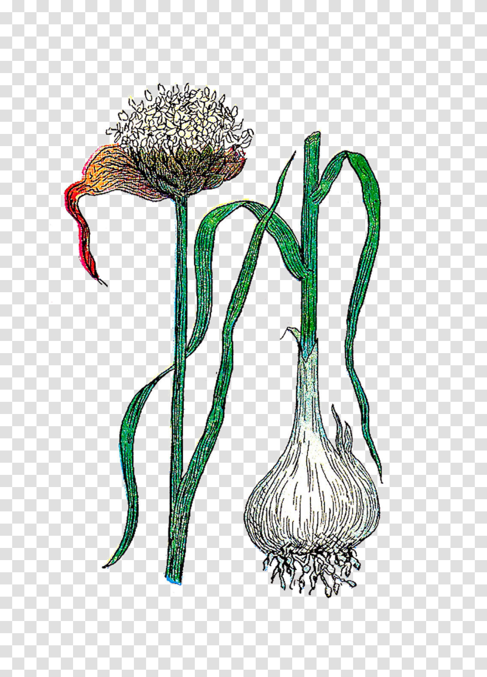 Botanical Clip Art, Plant, Flower, Blossom, Thistle Transparent Png