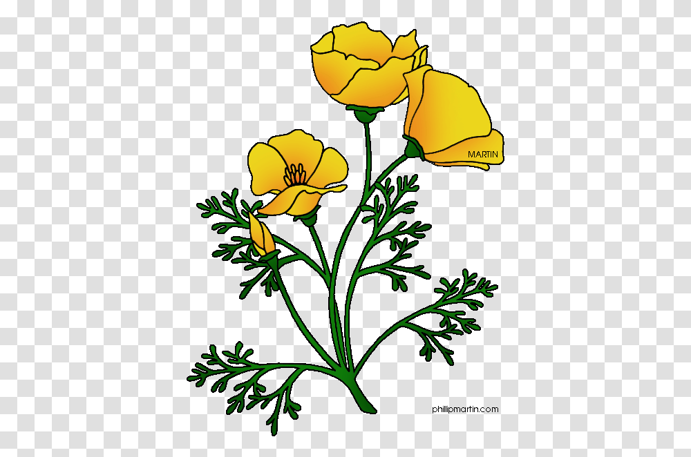 Botanical Drawing California Poppy California Poppy Flower Clip Art, Plant, Blossom, Petal, Rose Transparent Png