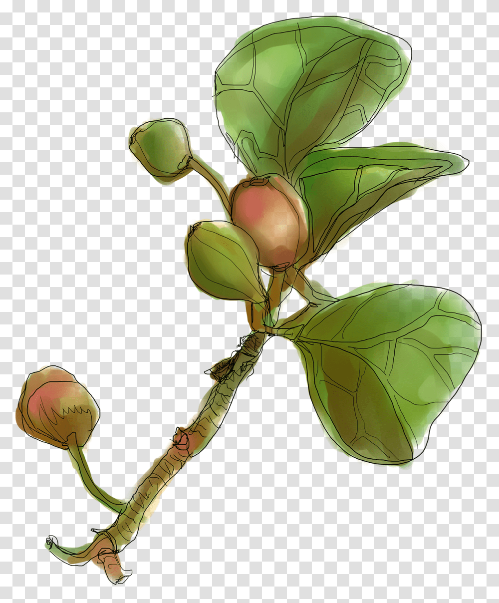 Botanical Drawing Lemon Cascara Sagrada, Plant, Produce, Food, Vegetable Transparent Png