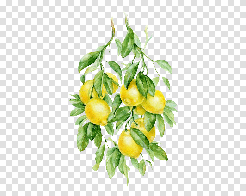 Botanical Drawing Lemon Lemon Watercolor No Background, Plant, Citrus Fruit, Food, Grapefruit Transparent Png
