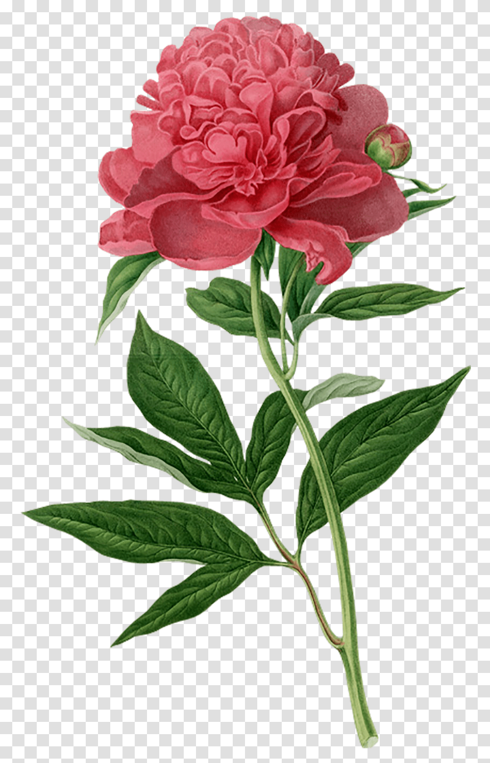 Botanical Drawing Peony Botanical Flower Illustration Peony, Plant, Blossom, Rose, Acanthaceae Transparent Png