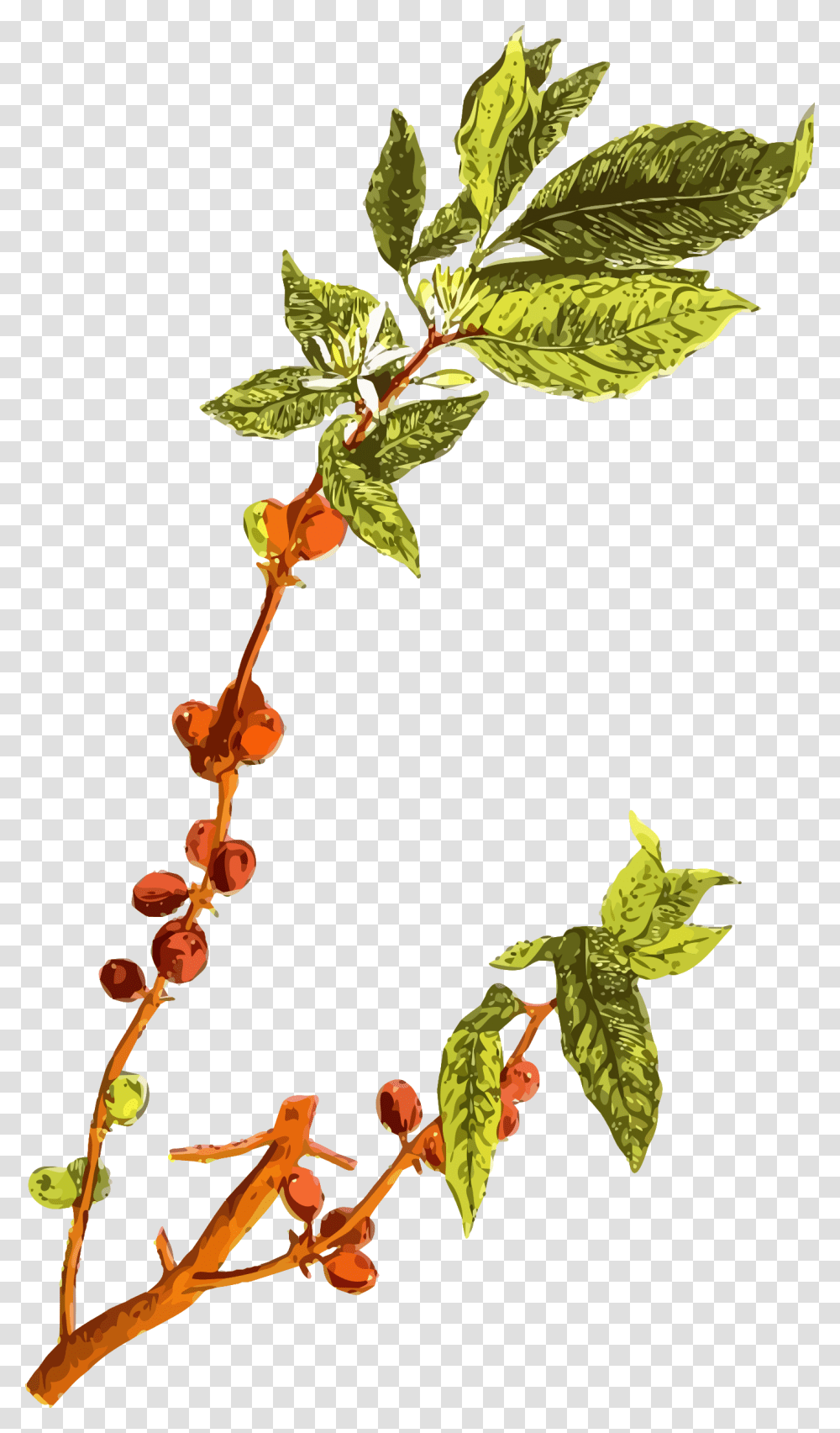 Botanical Drawing Tree Coffee Tree No Background, Leaf, Plant, Flower, Acanthaceae Transparent Png
