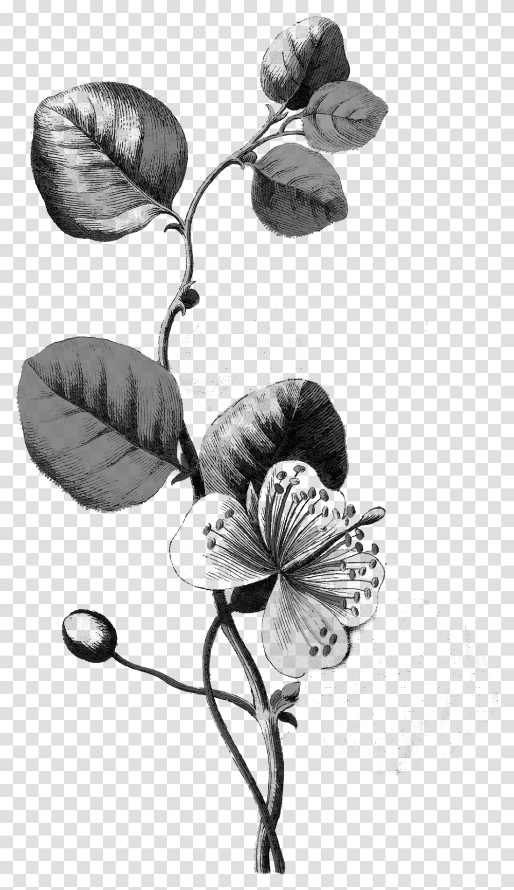 Botanical Flower Illustration, Plant, Blossom, Acanthaceae, Leaf Transparent Png
