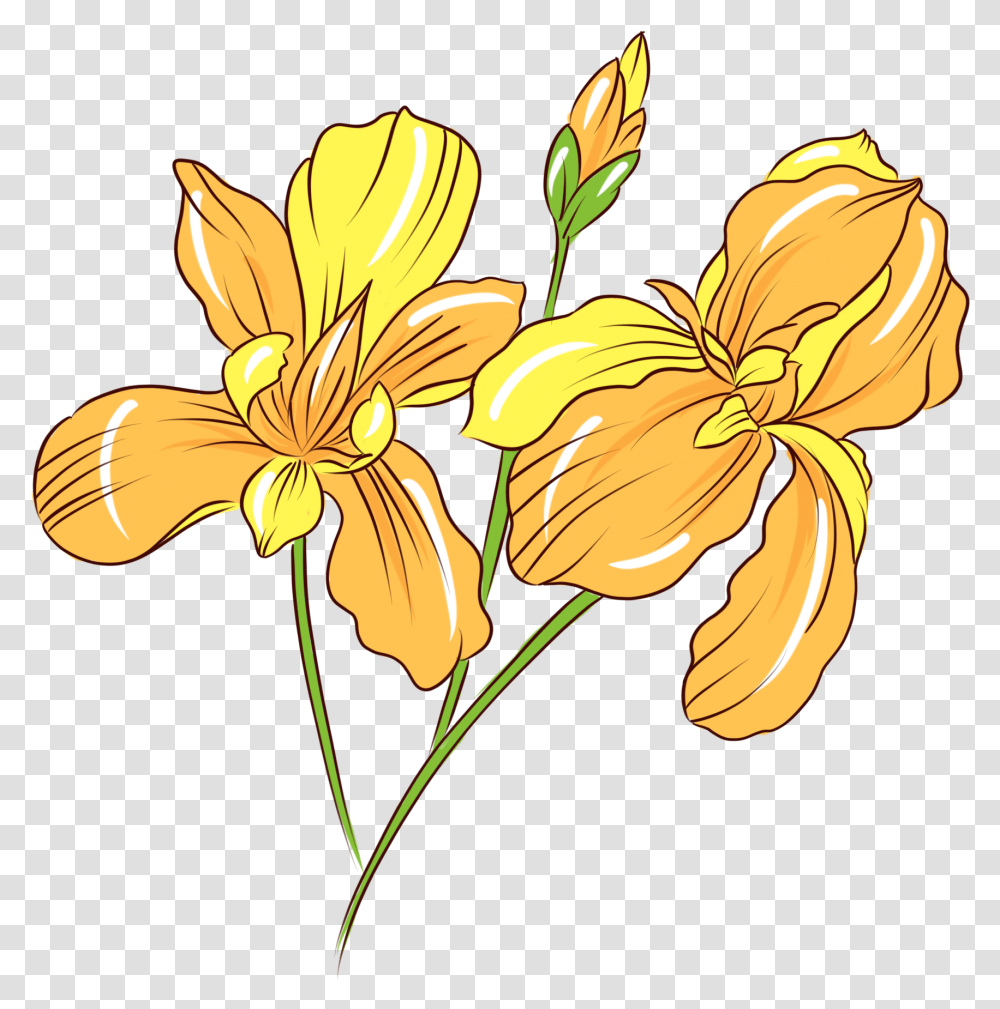 Botanical Flower, Plant, Blossom, Lily, Petal Transparent Png