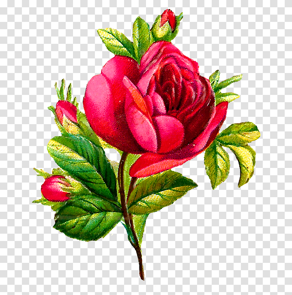 Botanical Flowers Clip Art, Rose, Plant, Blossom, Flower Arrangement Transparent Png