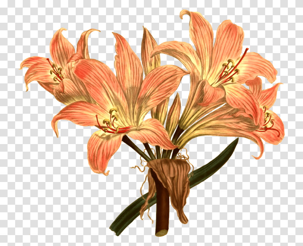 Botanical Illustration Botany Free Amaryllis Belladonna Line Drawing, Plant, Flower, Blossom, Lily Transparent Png