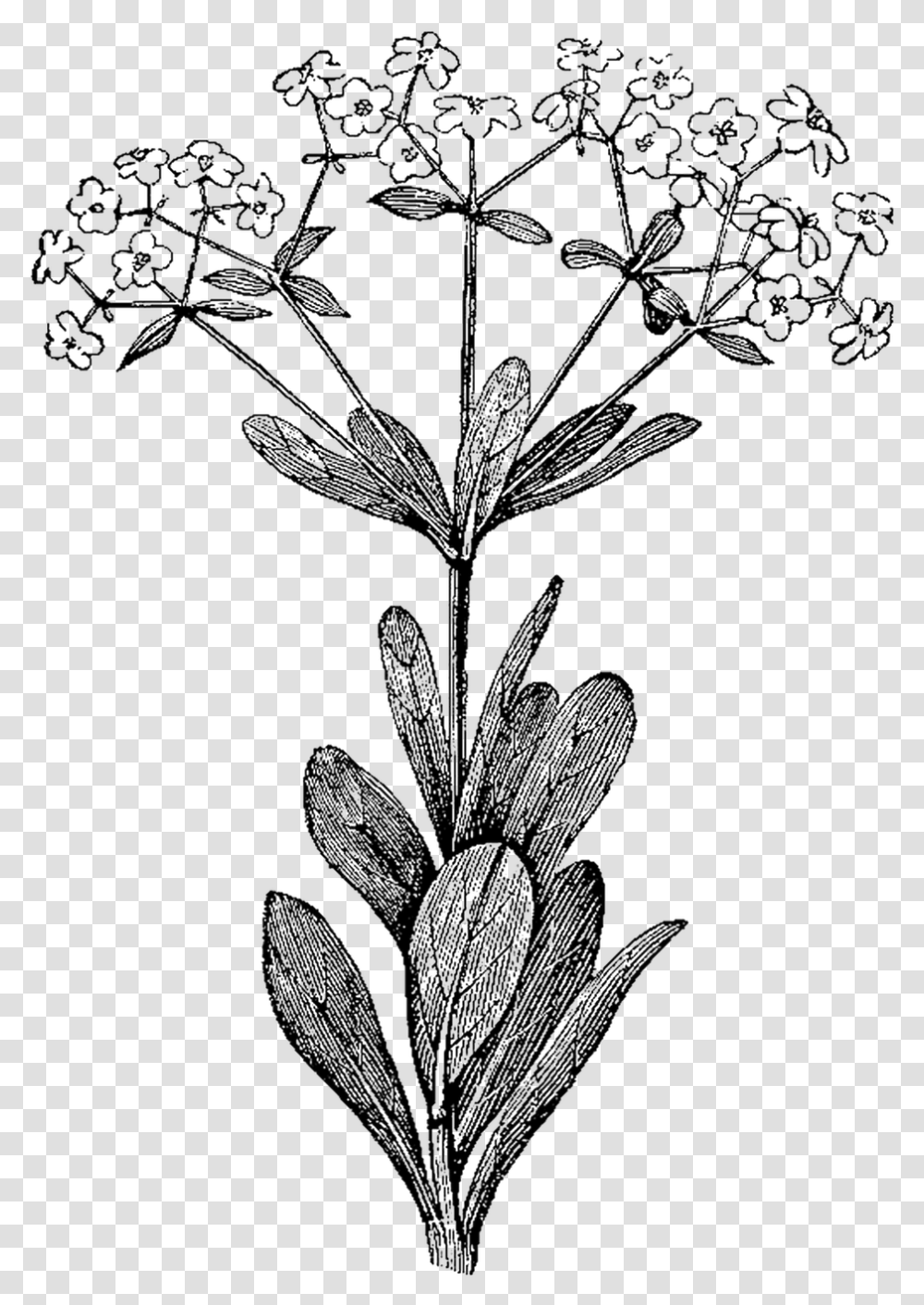 Botanical Illustration Botany Illustration Botanical Illustrations Black And White, Plant, Flower, Blossom, Apiaceae Transparent Png