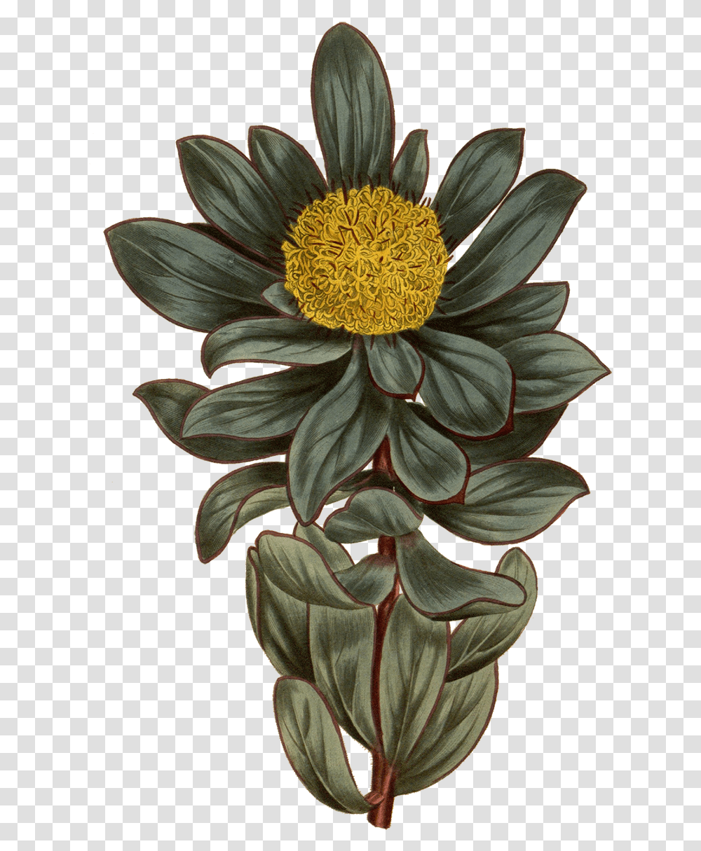 Botanical Illustration Download Vintage Botanical Flower, Plant, Blossom, Daisy, Daisies Transparent Png