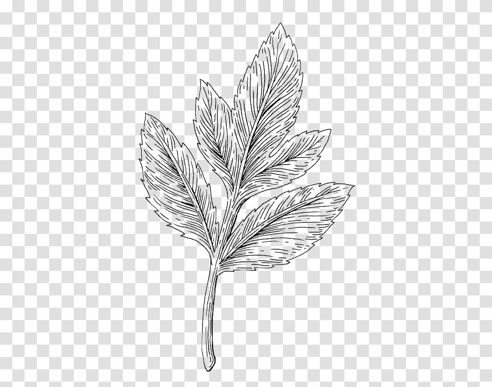 Botanical Illustration Paula Schultz Line Art, Nature, Outdoors, Ice, Leaf Transparent Png