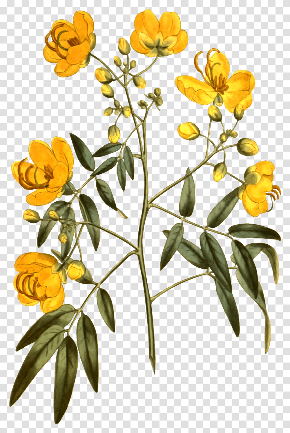 Botanical Illustration, Plant, Leaf, Acanthaceae, Flower Transparent Png