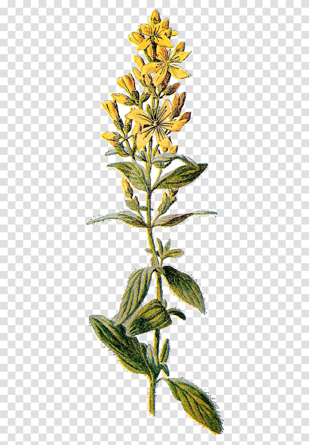 Botanical Image Wildflower Illustration Botanical St Johns Wort, Plant, Leaf, Acanthaceae, Pineapple Transparent Png