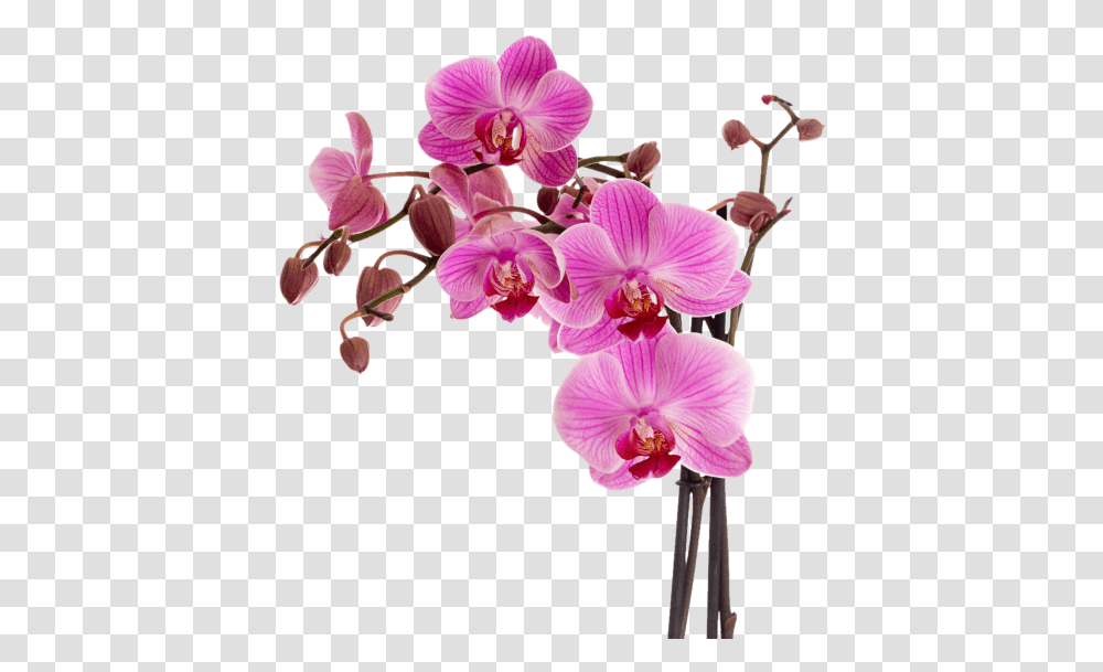Botanical Images Of Orchids, Plant, Flower, Blossom, Anemone Transparent Png