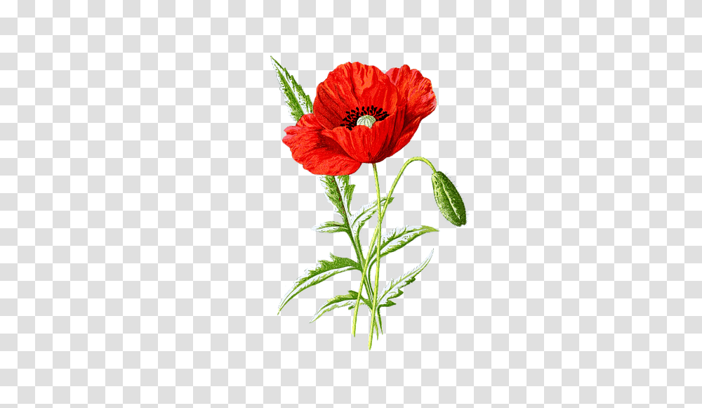 Botanical Poppy Flower Drawing, Plant, Blossom, Floral Design, Pattern Transparent Png