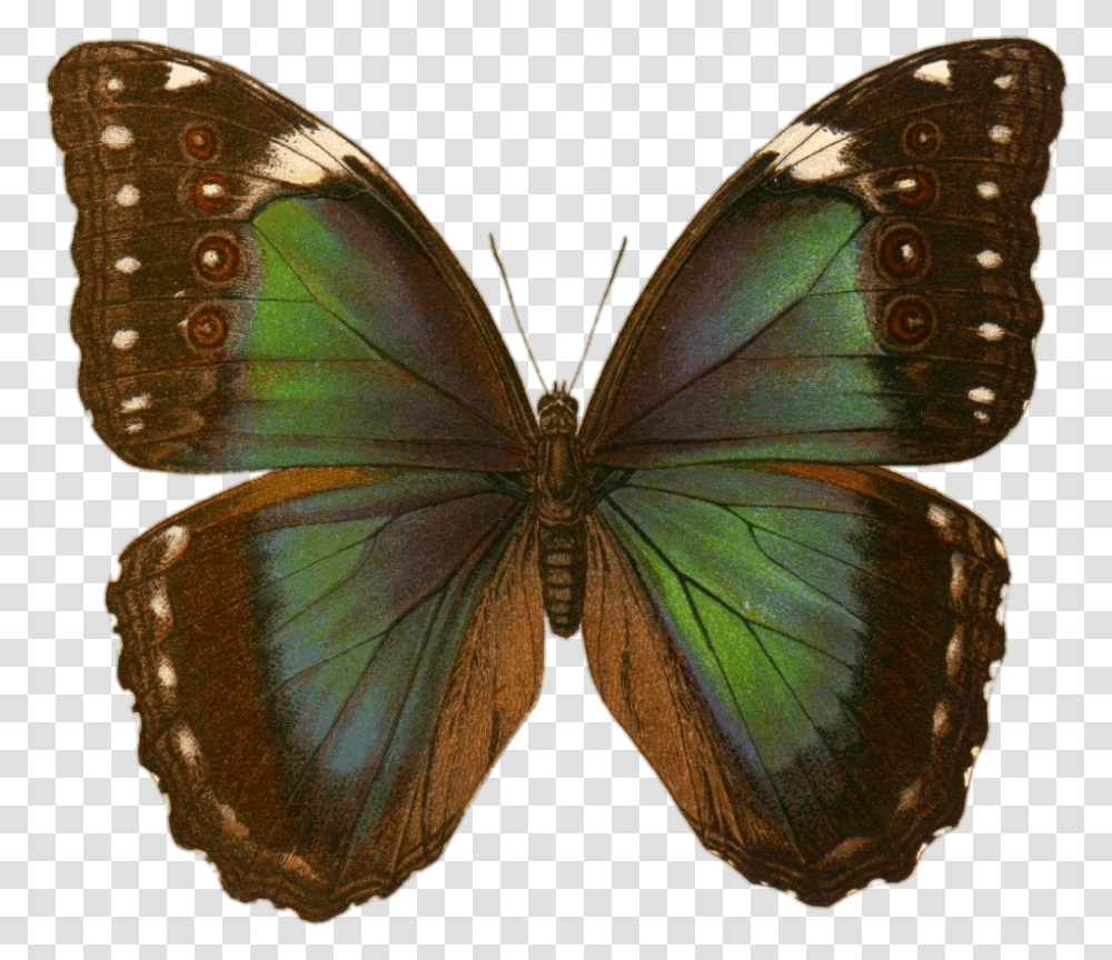Botanical Prints Green Butterfly Butterfly Clip Art Green Butterfly Tattoo, Insect, Invertebrate, Animal, Moth Transparent Png