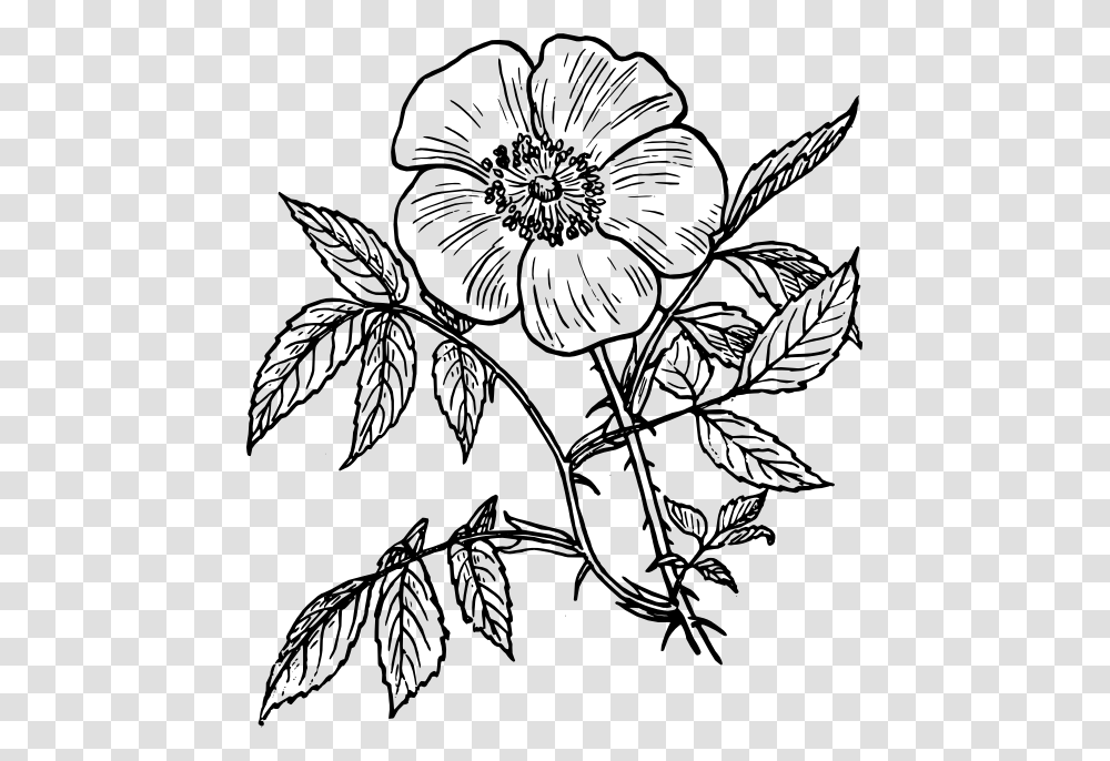 Botanical Vector Flower Line Drawing Flower Line Drawing, Floral Design, Pattern Transparent Png