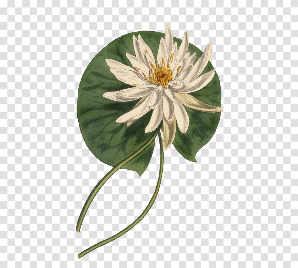 Botany Botanical Illustration Curtis Water Lily Botanical Sketch, Plant, Flower, Blossom, Pond Lily Transparent Png