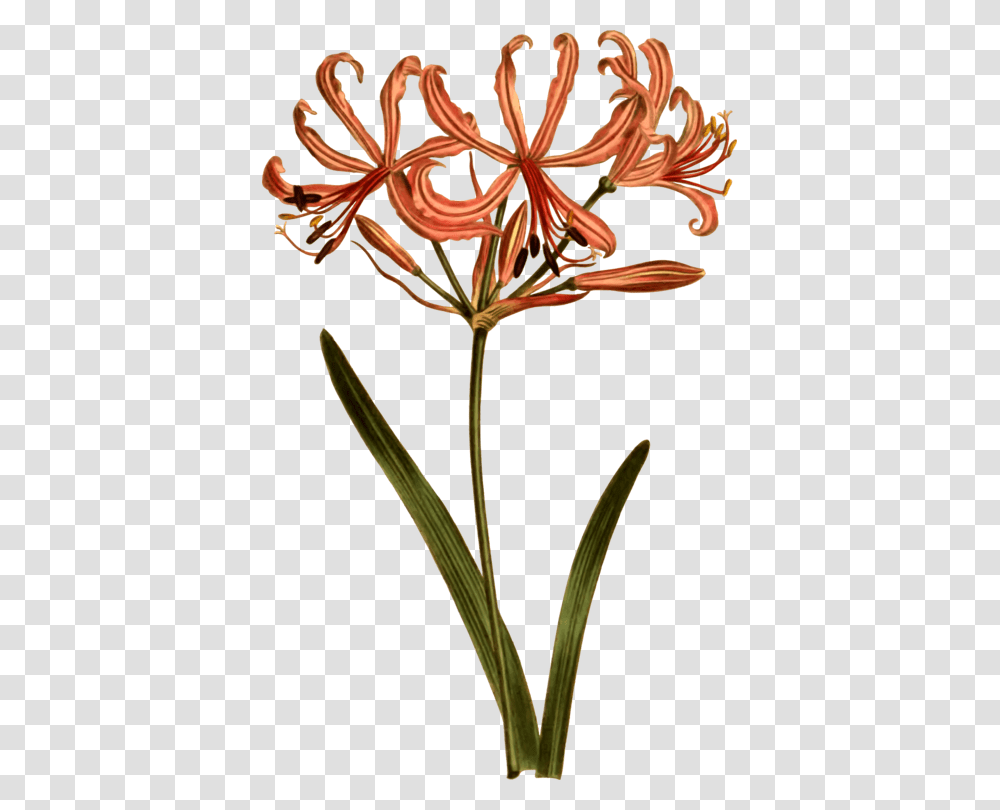 Botany Choix Des Plus Belles Fleurs Petal Flower Divaricate Free, Plant, Amaryllidaceae, Blossom, Lily Transparent Png