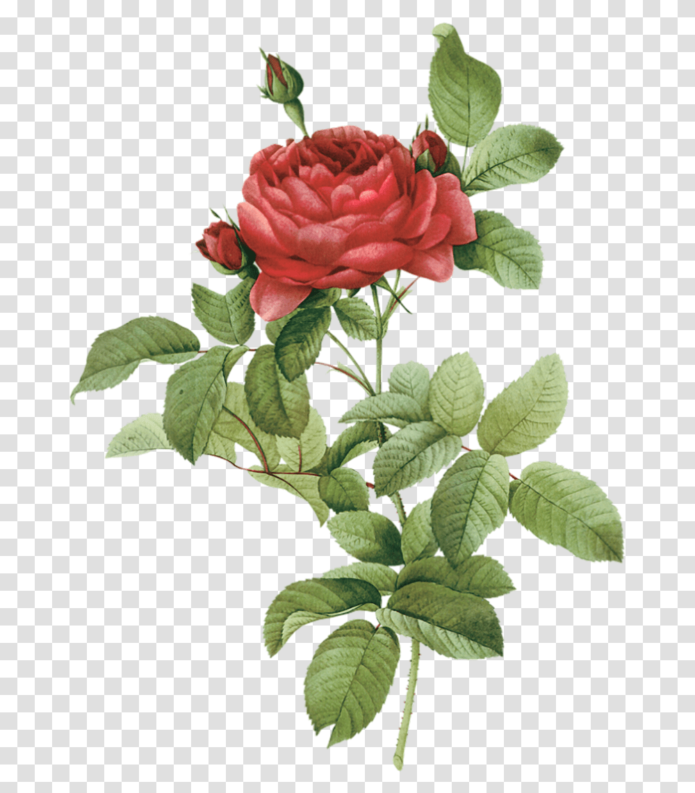 Botany Flower Rose Illustration Red Rose Watercolor, Plant, Blossom, Flower Arrangement, Flower Bouquet Transparent Png