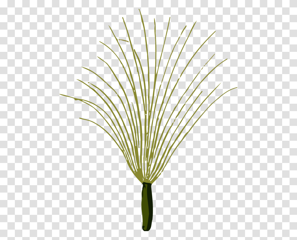Botanyplantflower Clip Art, Palm Tree, Vegetable, Food, Wheat Transparent Png