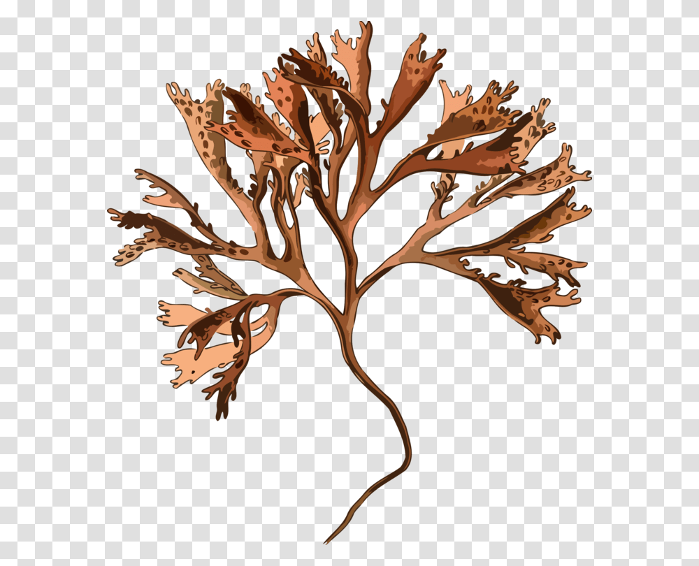 Botanyplantflower Irish Moss, Tattoo, Skin Transparent Png