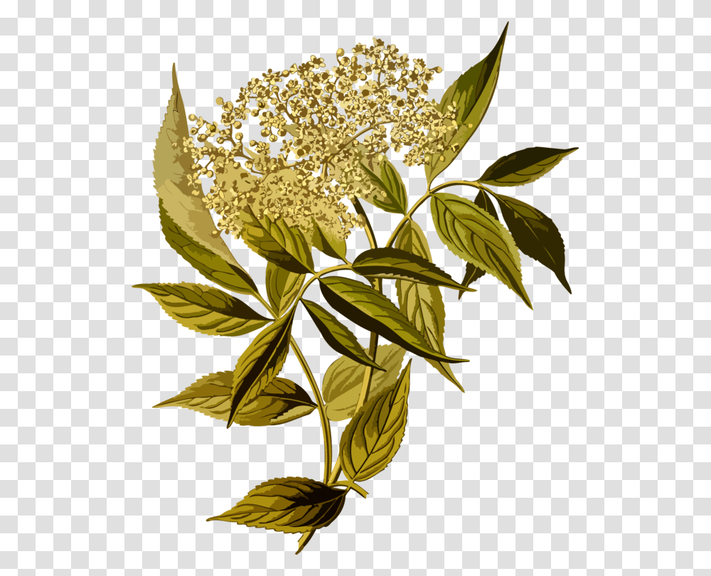 Botanyplantflower Khler S Medizinal Pflanzen, Floral Design, Pattern Transparent Png