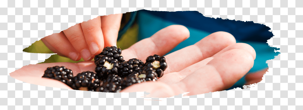 Both Are A Dark Purpleblack Color But Blackberries Seedless Fruit, Person, Plant, Finger, Food Transparent Png
