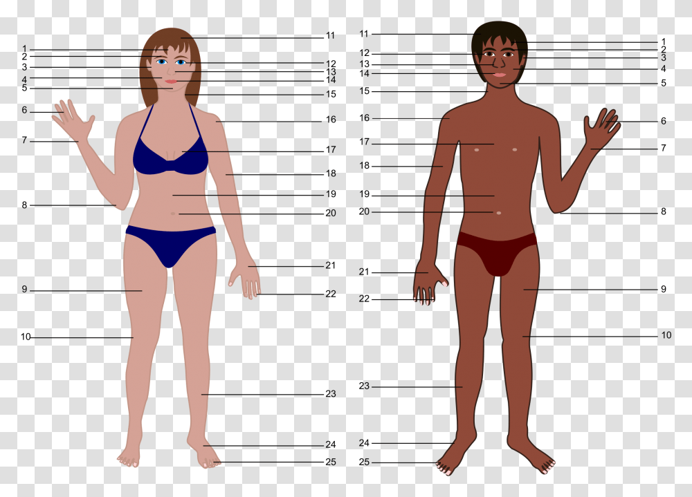 Both Genders With Numbers Human Body Parts Without Name, Person, Plot, Female Transparent Png