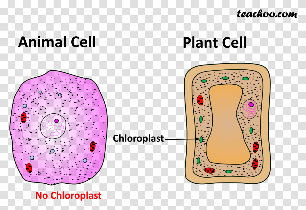 Both Plant And Animal Cell, Number, Alphabet Transparent Png