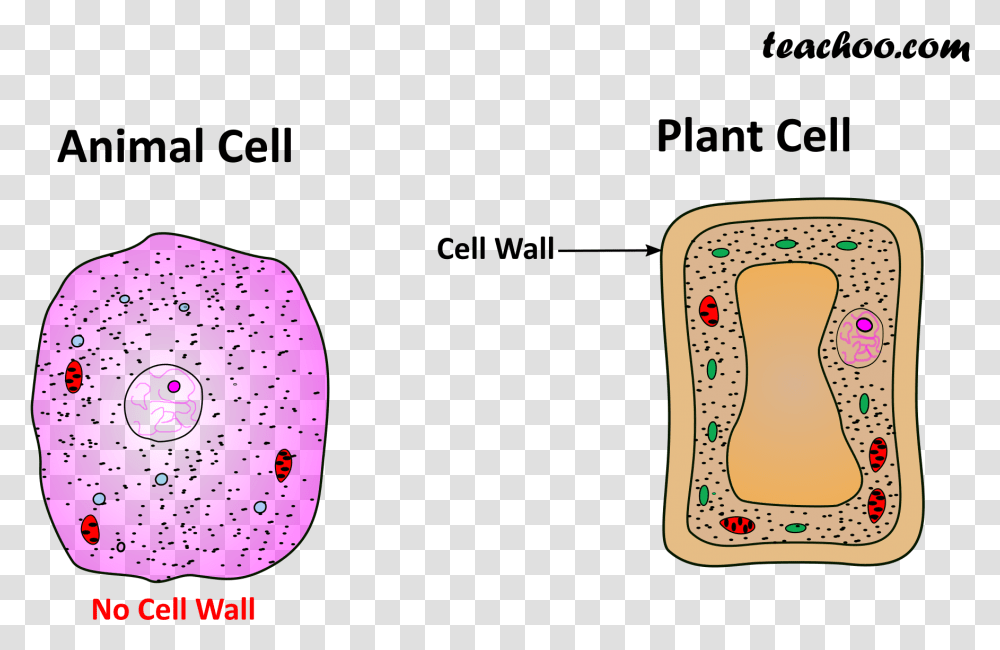 Both Plant And Animal Cell Wall, Alphabet Transparent Png