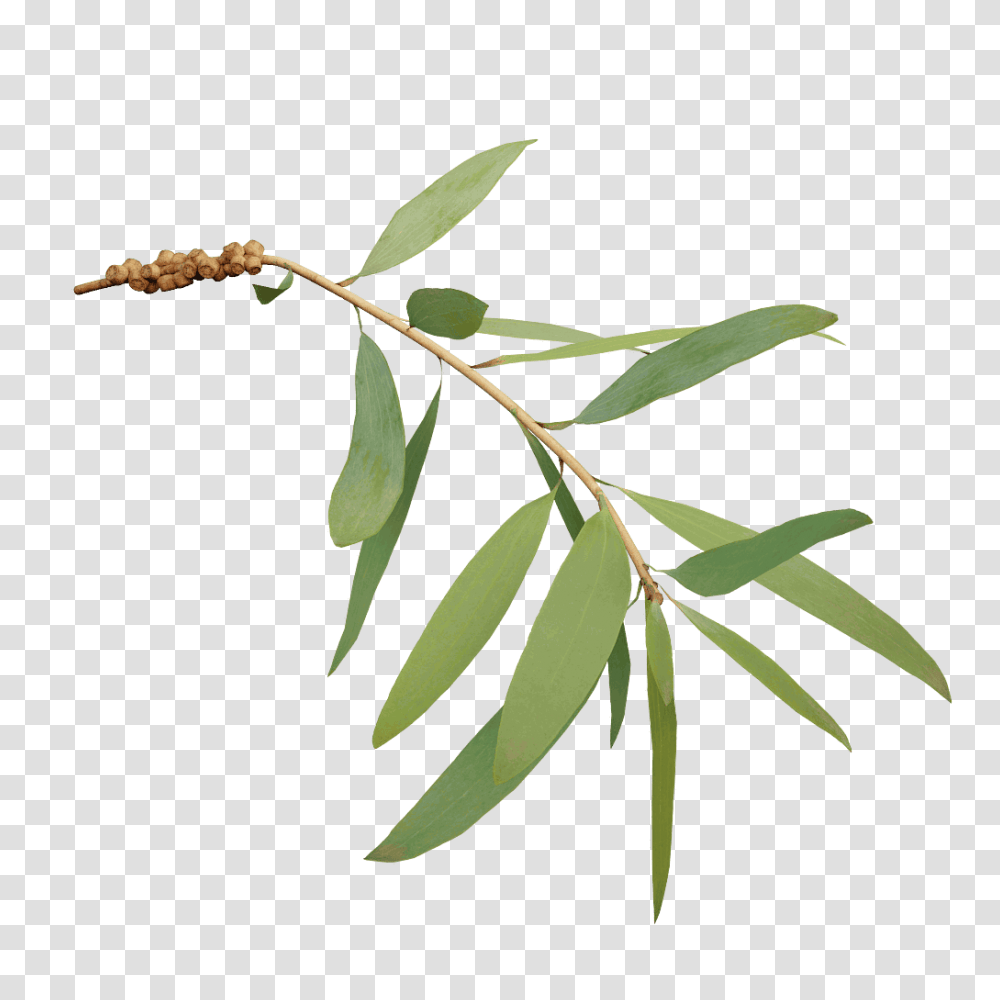 Bottlebrush, Leaf, Plant, Tree, Annonaceae Transparent Png