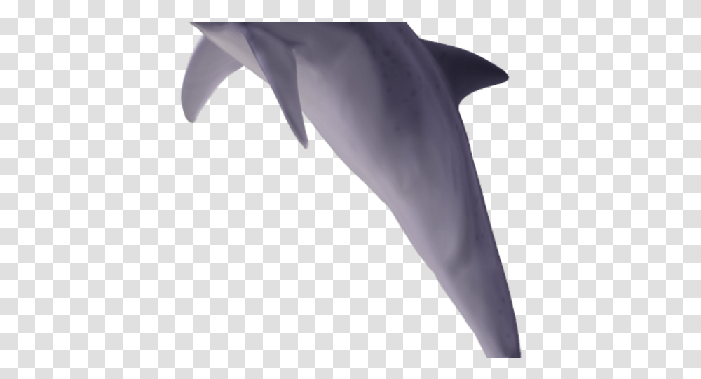 Bottlenose Dolphin Clipart Common Bottlenose Dolphin, Sea Life, Animal, Mammal, Person Transparent Png