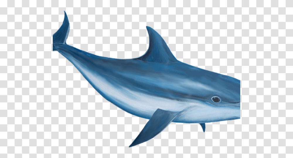 Bottlenose Dolphin Clipart Realistic, Shark, Sea Life, Fish, Animal Transparent Png