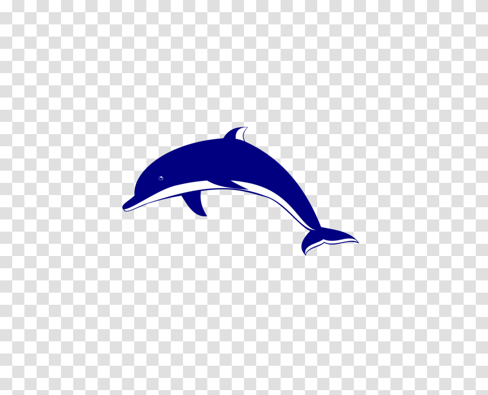 Bottlenose Dolphin Computer Icons Cetacea, Mammal, Sea Life, Animal, Bird Transparent Png