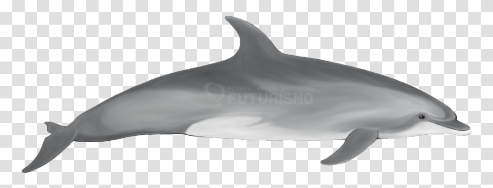 Bottlenose Dolphin Futurismo Indo Pacific Bottlenose Dolphin, Sea Life, Animal, Mammal, Shark Transparent Png