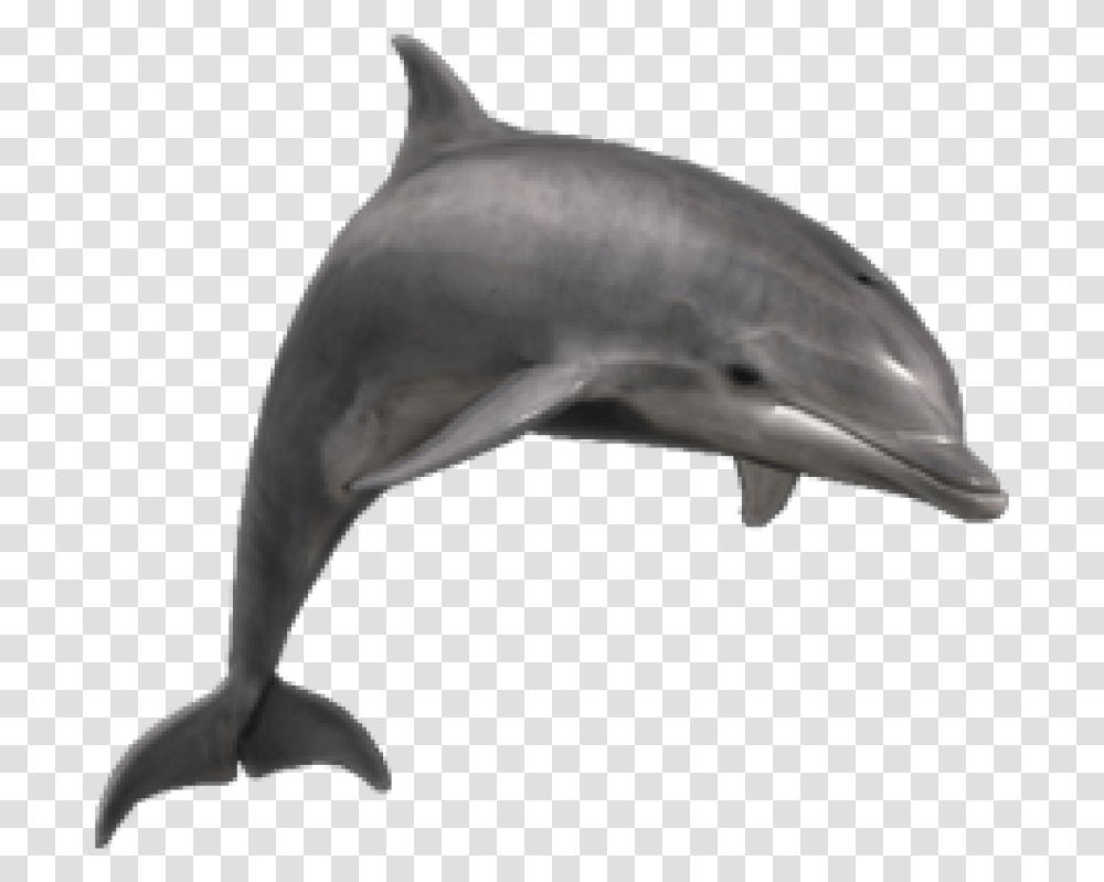 Bottlenose Dolphin, Mammal, Sea Life, Animal, Bird Transparent Png