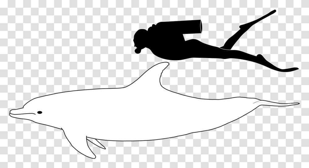 Bottlenose Dolphin Size Bottlenose Dolphin Compared To Human, Silhouette, Outdoors, Shark, Sea Life Transparent Png