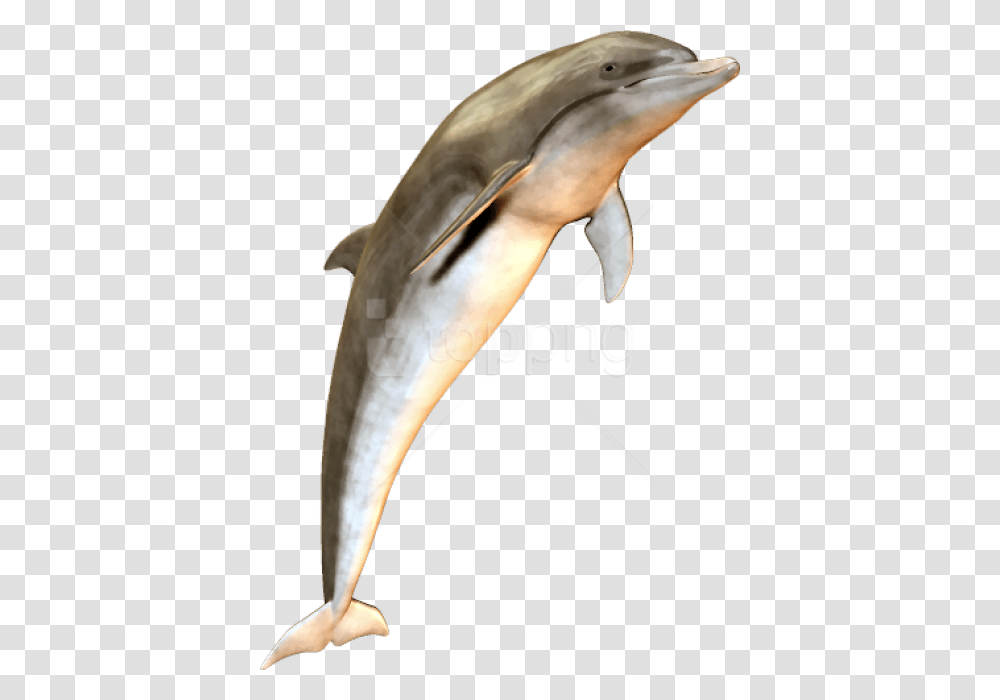 Bottlenose Dolphindolphinmarine Mammalshort Beaked Dolphin Jumping, Sea Life, Animal, Bird, Fish Transparent Png