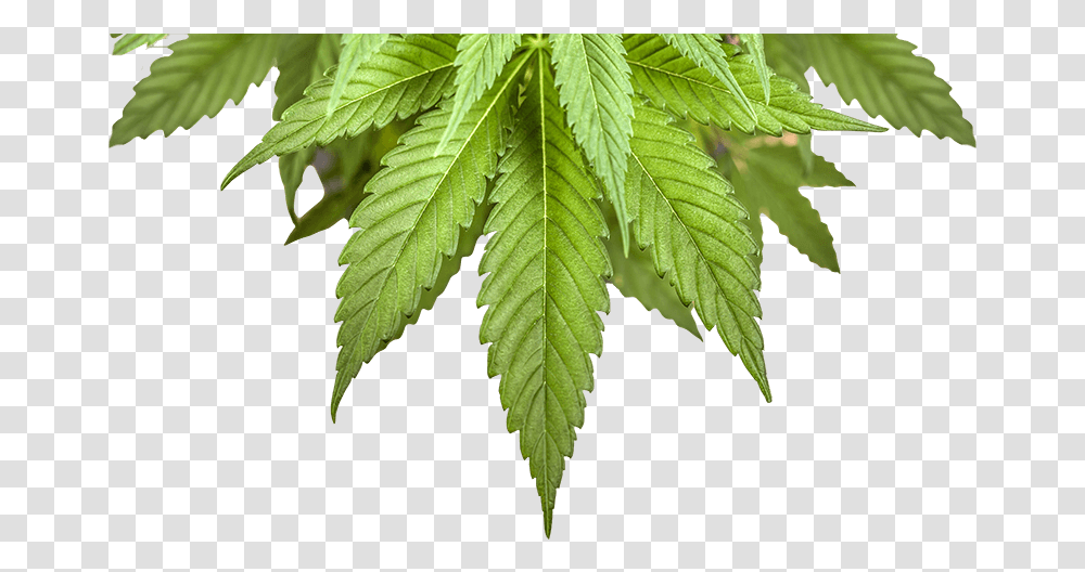 Bottom Leaf Small Cannabis, Plant, Tree, Green, Hemp Transparent Png