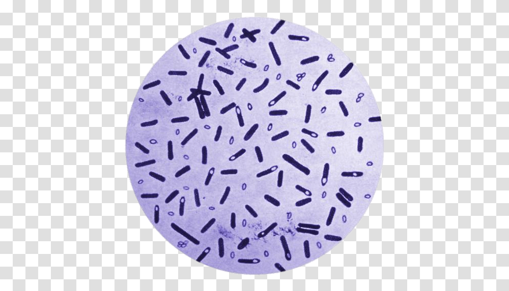 Botulism Bacteria In A Petri Dish Clip Arts Spores Of Clostridium Botulinum, Birthday Cake, Dessert, Food, Rug Transparent Png