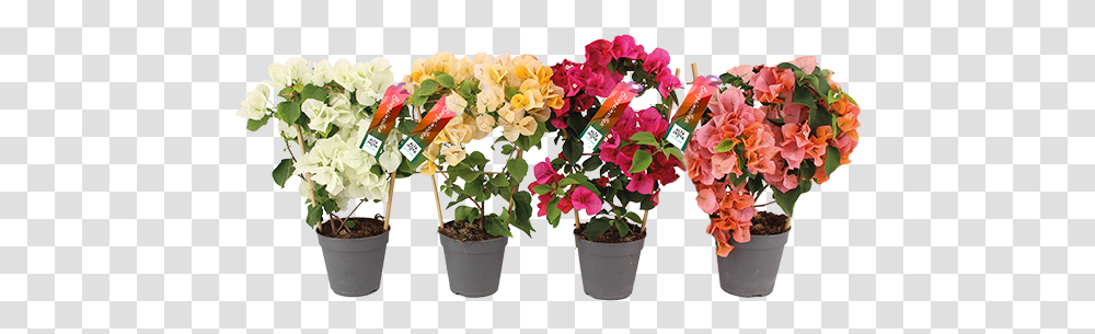 Bougainvillea Altanova Flowerpot, Plant, Blossom, Flower Arrangement, Geranium Transparent Png