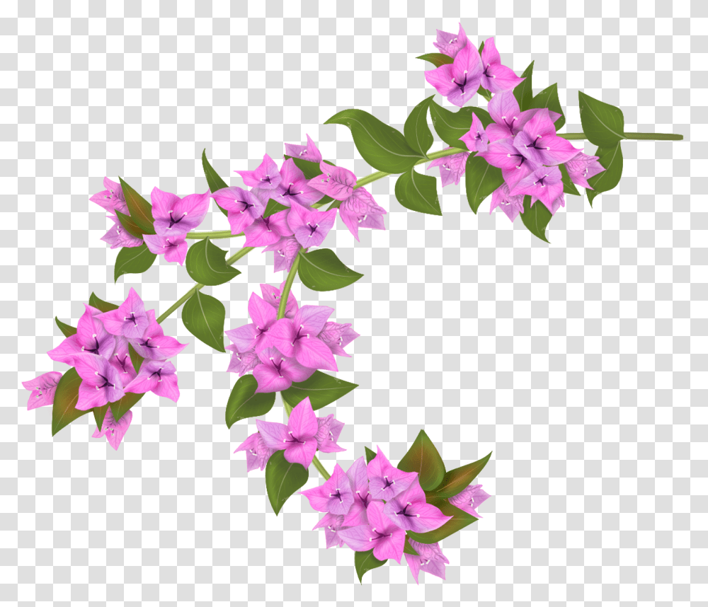 Bougainvillea Drawing Botanical Illustration Bougainvillea Flower Background, Number, Alphabet Transparent Png