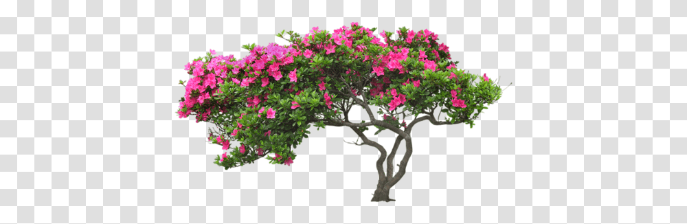 Bougainvillea Drawing Glabra Picture Flower Tree, Geranium, Plant, Bush, Vegetation Transparent Png