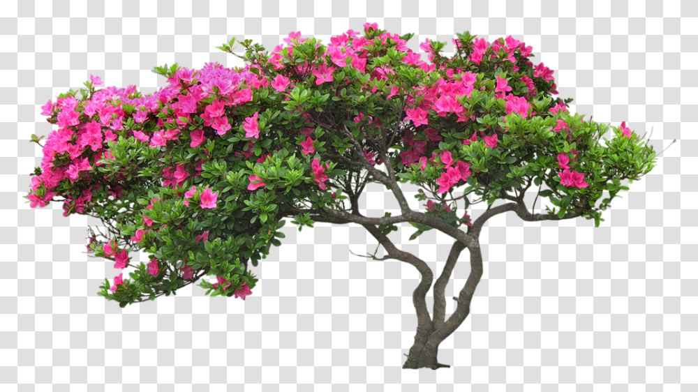 Bougainvillea Drawing Plant Banner Download Tree With Flower, Potted Plant, Vase, Jar, Pottery Transparent Png