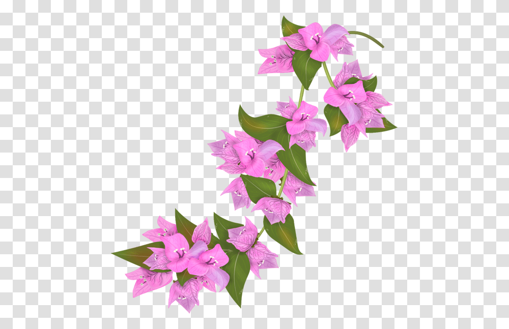 Bougainvillea Flower, Plant, Blossom Transparent Png