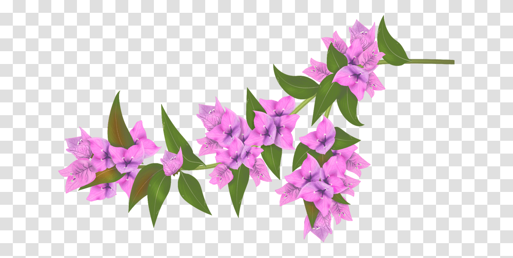 Bougainvillea Flower, Plant, Geranium, Petal Transparent Png